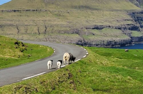 Sheeps walking on the road