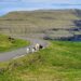 Sheeps walking on the road